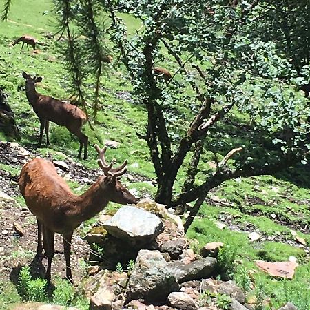 B/B La Locanda Delle Pulci Mezzana  Esterno foto